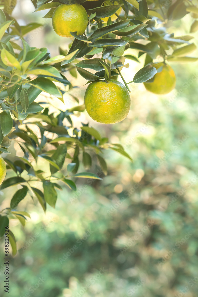 Fresh ripe tangerine mandarin orange on the tree in the orange garden orchard.