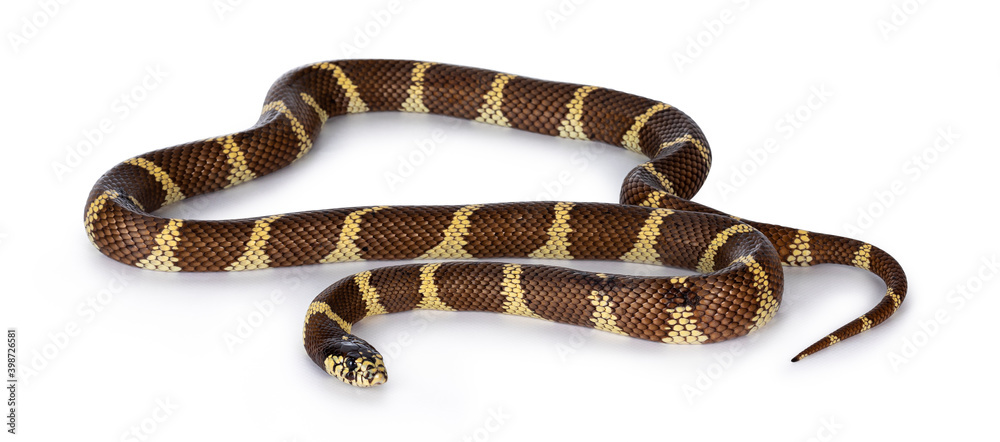 成年加州金蛇又名Lampropeltis getula californiae蛇，分离于白色背景。