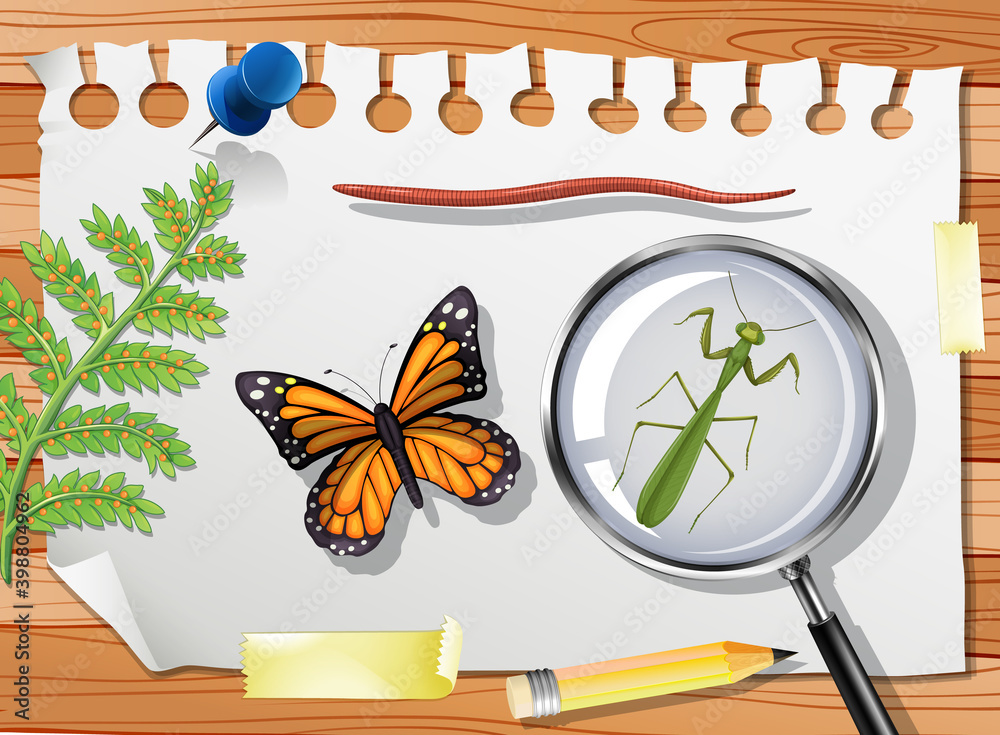 Butterfly with mantis and magnifying glass on table close up