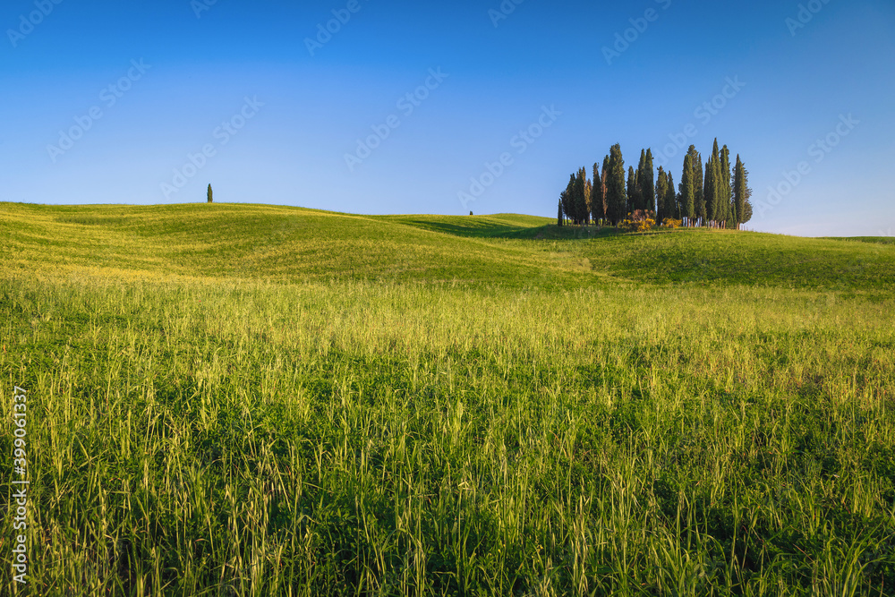 托斯卡纳风景，柏树和麦田群