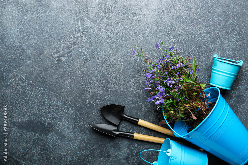 Set of gardening supplies and plant on dark background