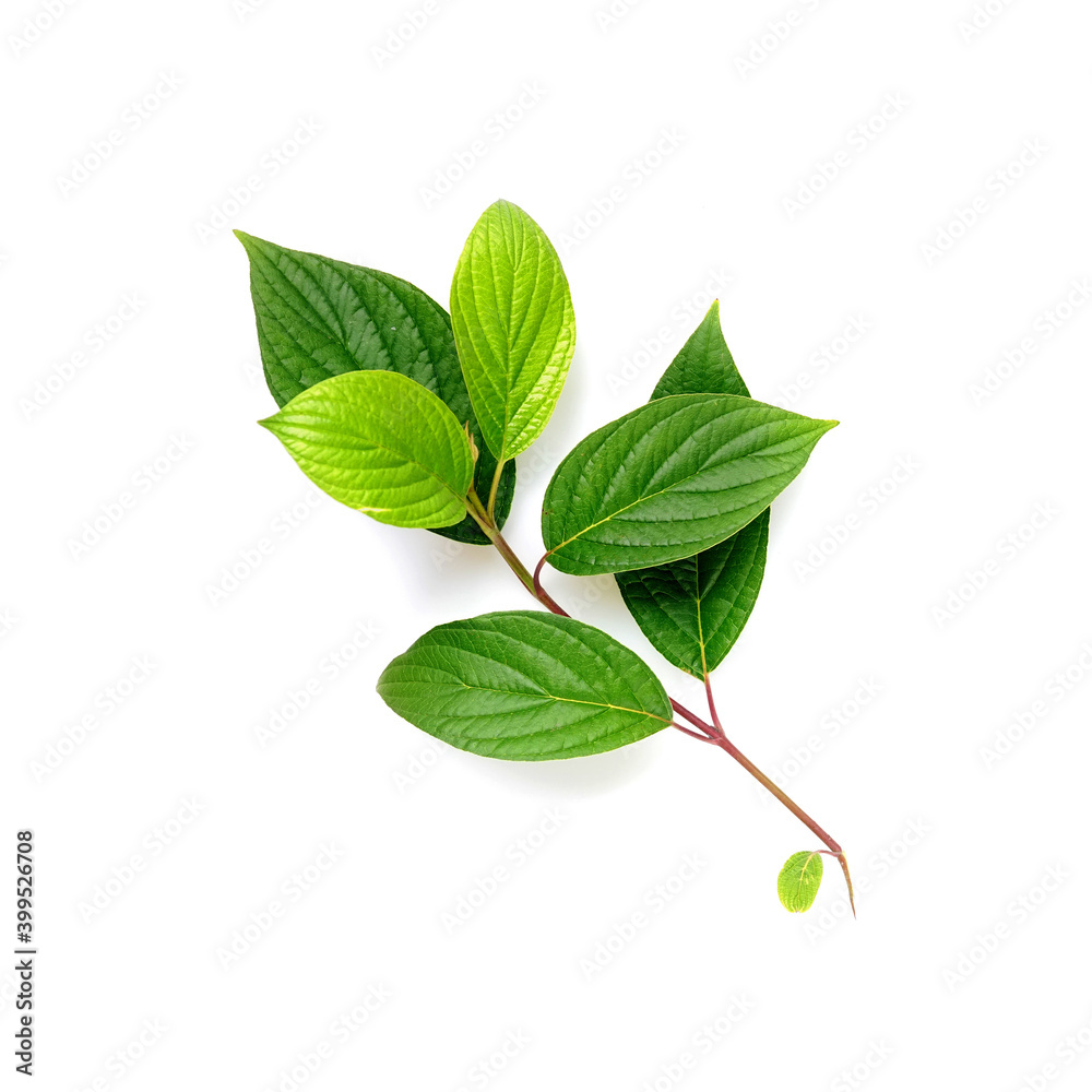 Twig branch beautiful shape with spring green young juicy textured leaves isolated on white backgrou