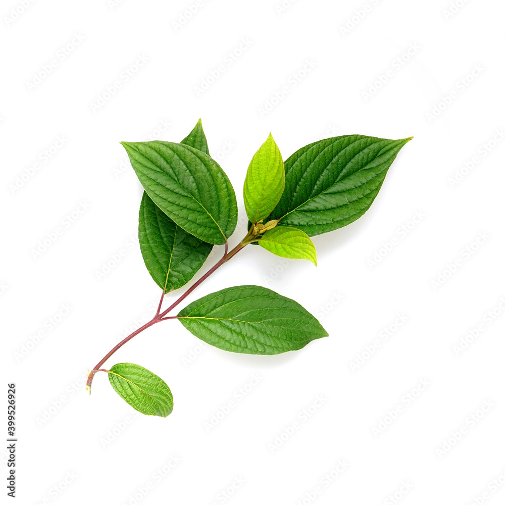 Twig branch beautiful shape with spring green young juicy textured leaves isolated on white backgrou