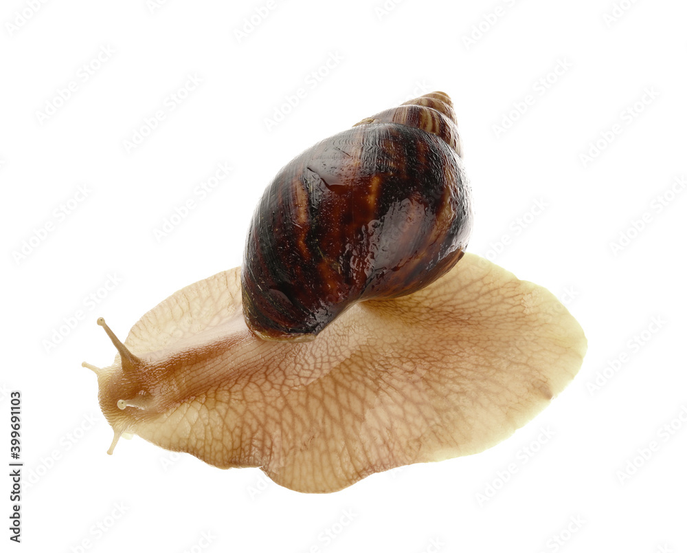 Giant Achatina snail on white background