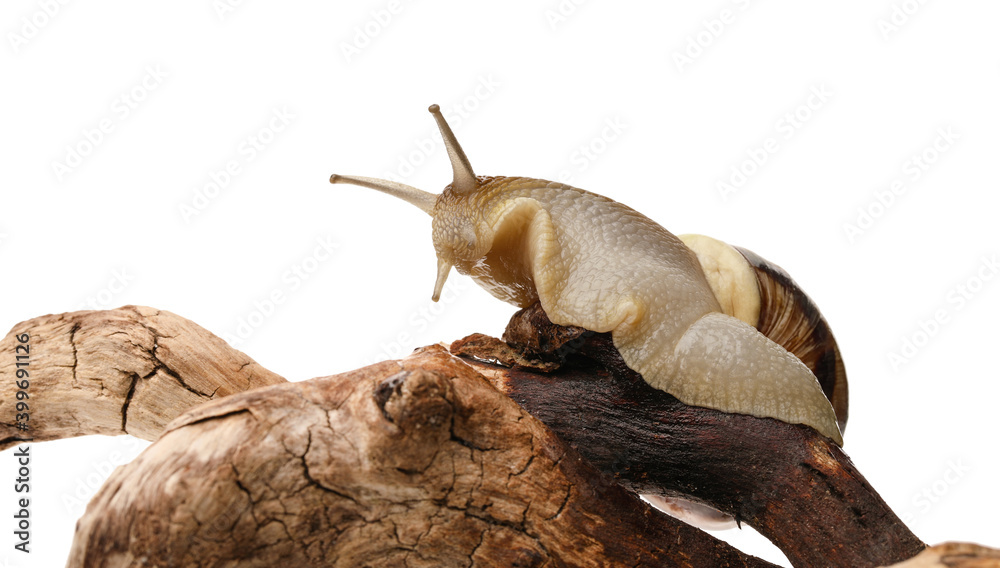 Snail on tree branch against white background