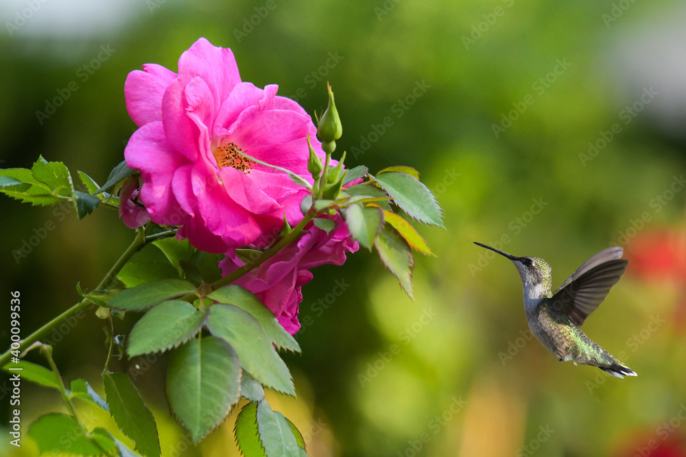 Image of Hamming bird in natural setting