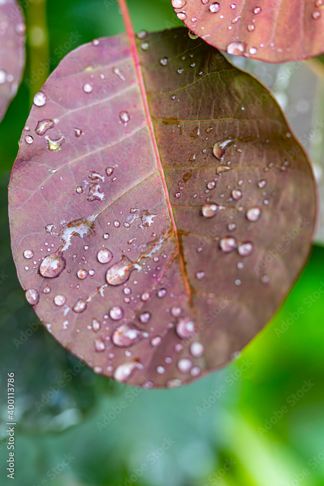 秋季季节背景中带有雨滴的秋叶细节。