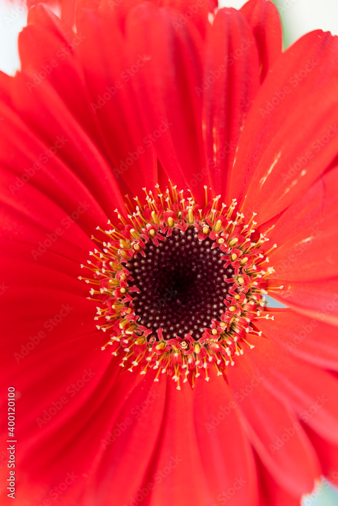 Collection of flowers, anthers and stigmas close up with shallow depth of field.