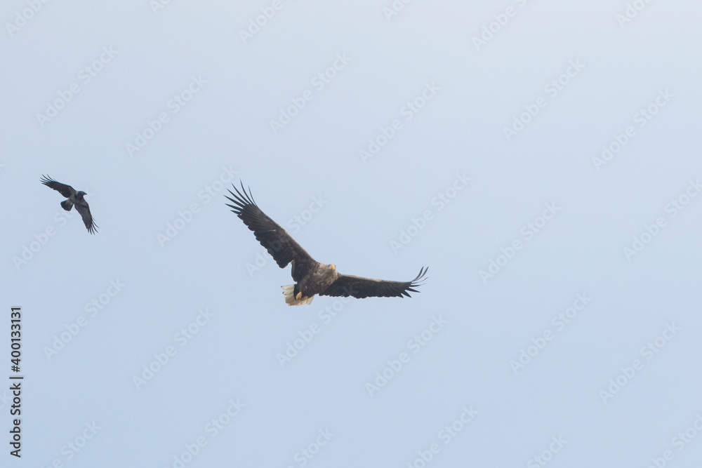 白尾海鹰-Seeadler-Haliaeetus albicilla，德国（梅克伦堡-伏波默恩），成年