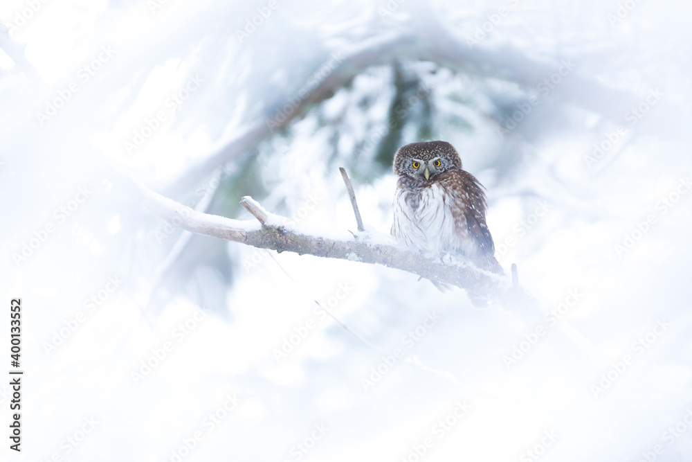 Eurasian Pygmy-Owl - Sperlingskauz - (Glaucidium passerinum ssp. passerinum, Germany (Baden-Württemb