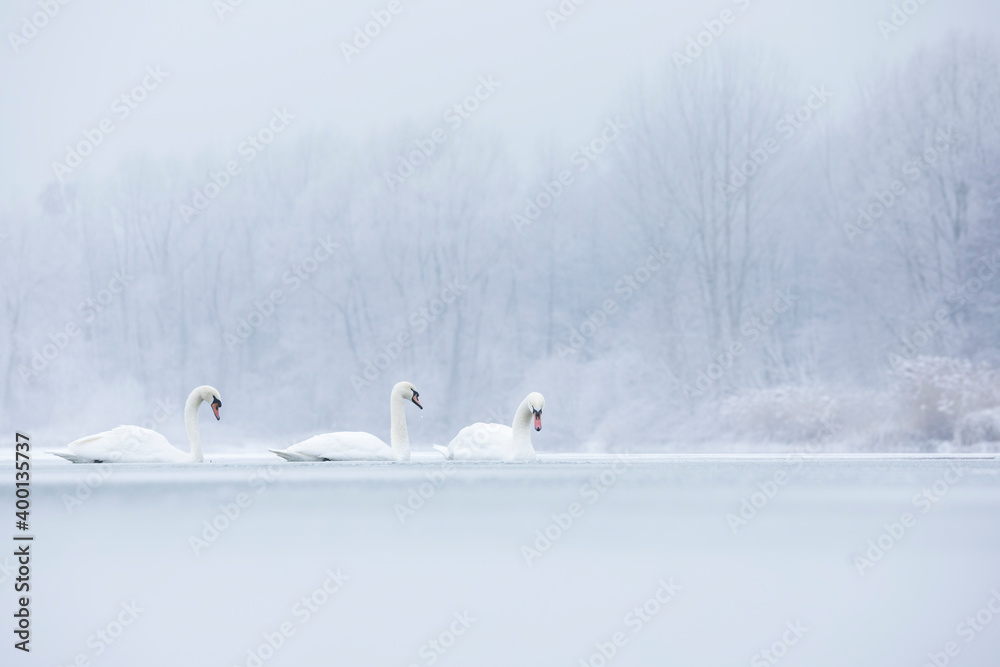 Mute Swan - Höckerschwan - Cygnus olor, France (Alsace), adult