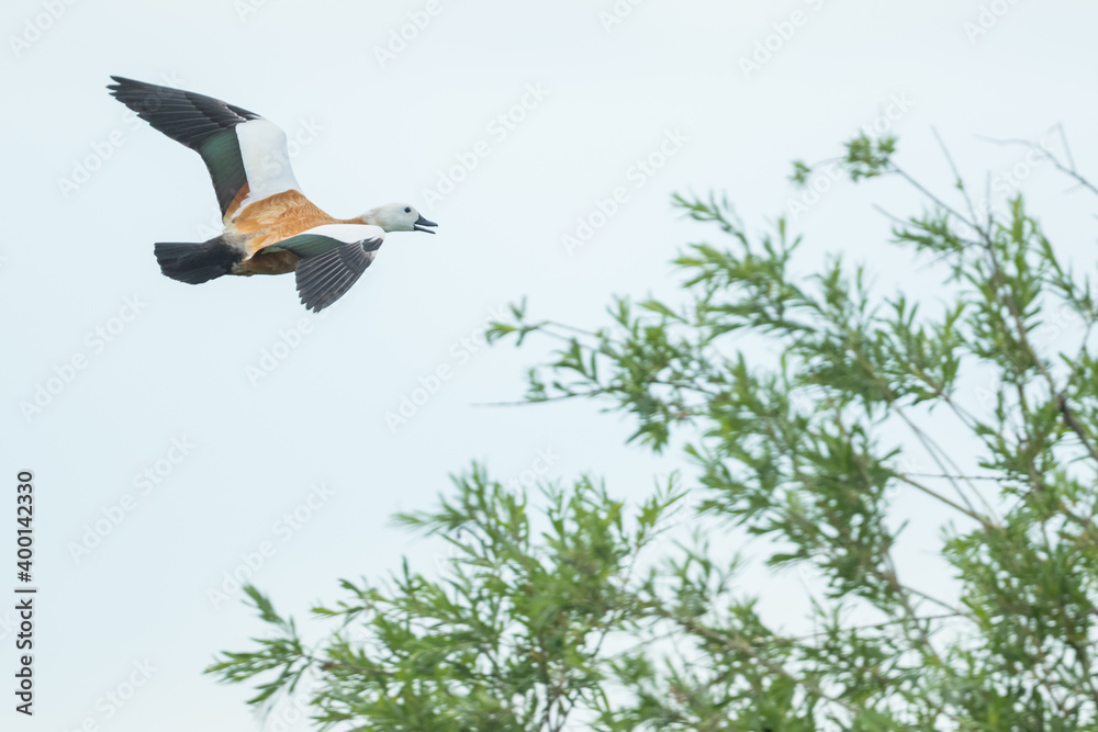 Ruddy Shelduck-Rostgans-Tadorna ferroginea，俄罗斯（贝加尔），成年，女性