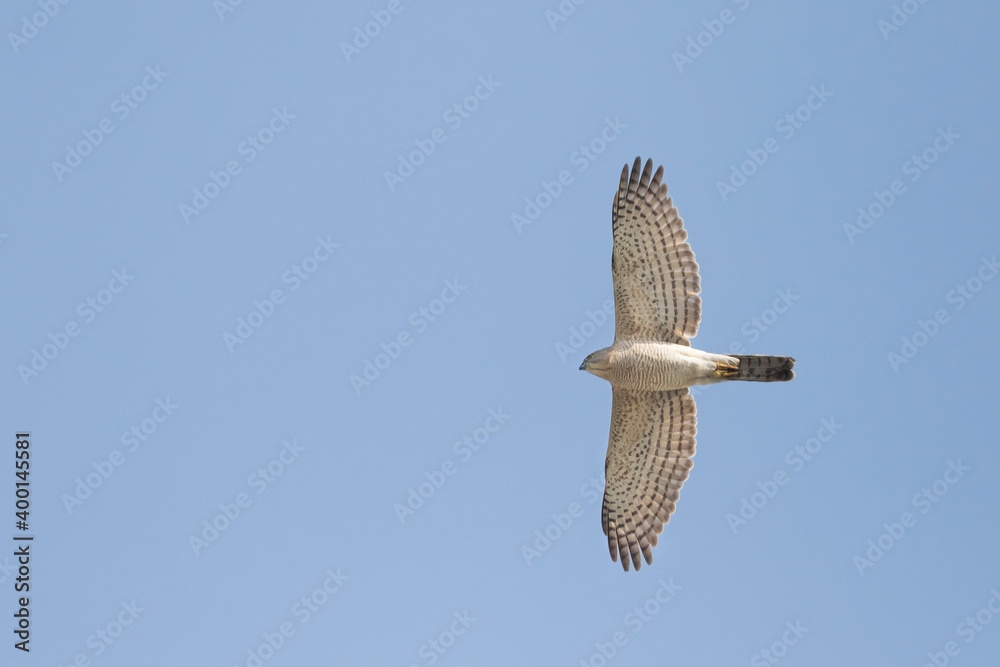 Shikra-Schikra-Accipiter badius ssp.cenceroides，塔吉克斯坦，成年，女性