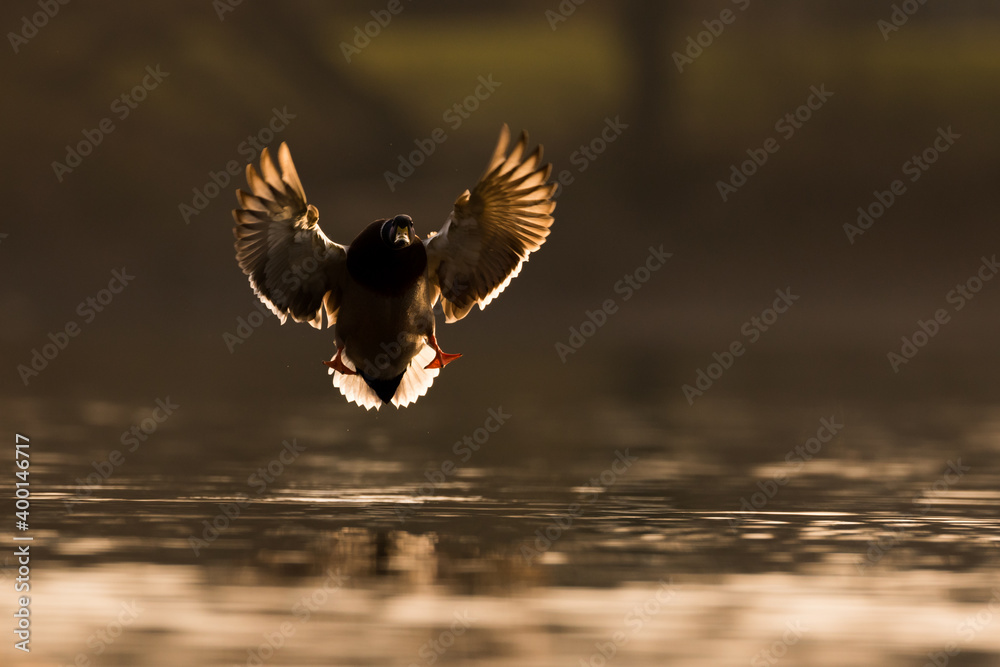 Mallard - Stockente - Anas platyrhynchos ssp. platyrhynchos, Germany (Baden-Württemberg), adult, mal