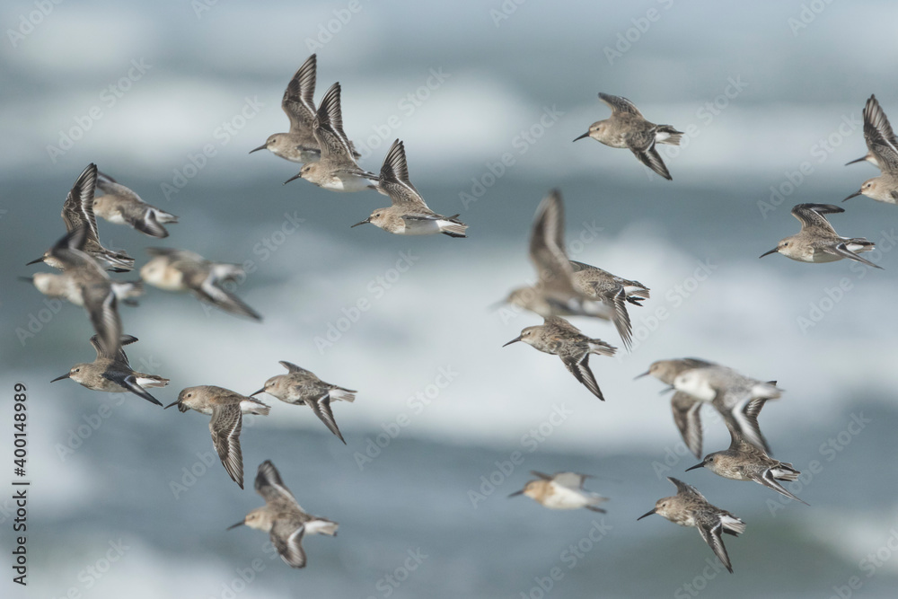 Dunlin - Alpenstrandläufer - Calidris alpina, Germany (Hamburg)