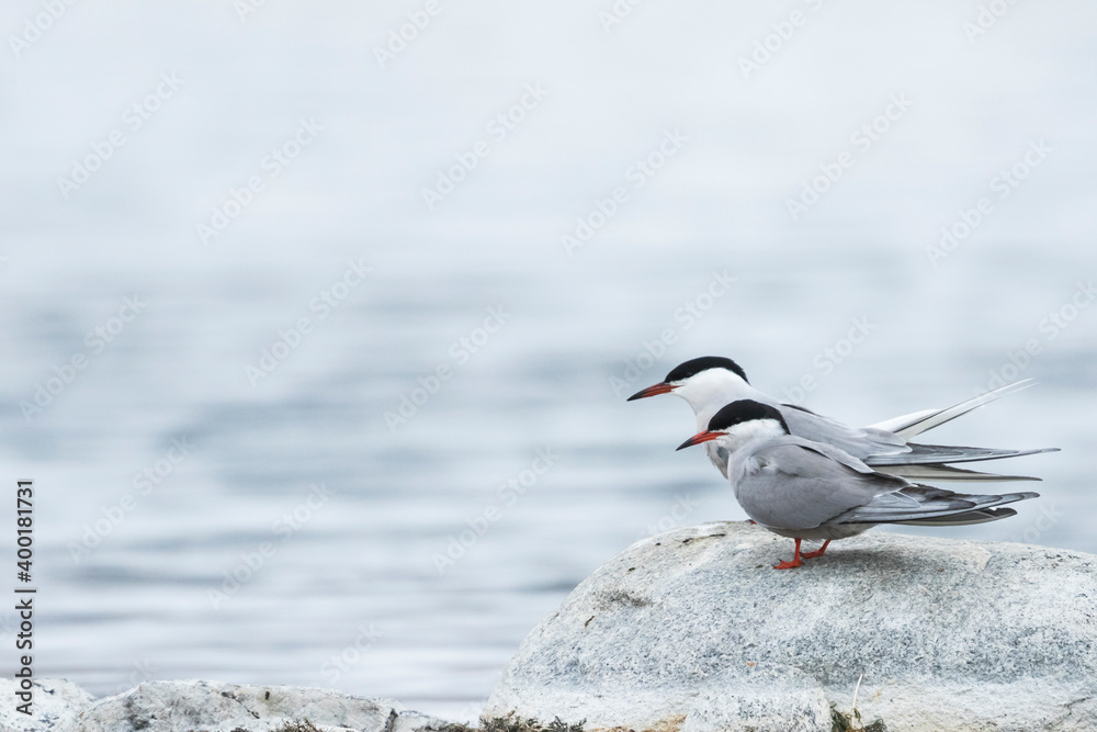 普通燕鸥-Flussseeschwalbe-Sterna hirundo ssp.tibetana，塔吉克斯坦，成年