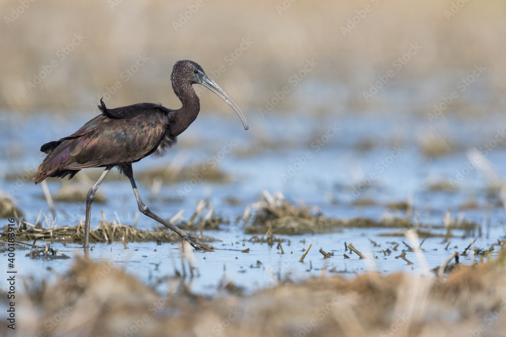 光泽Ibis-Brauner Sichler-Plegadis falcinellus，西班牙，未成熟