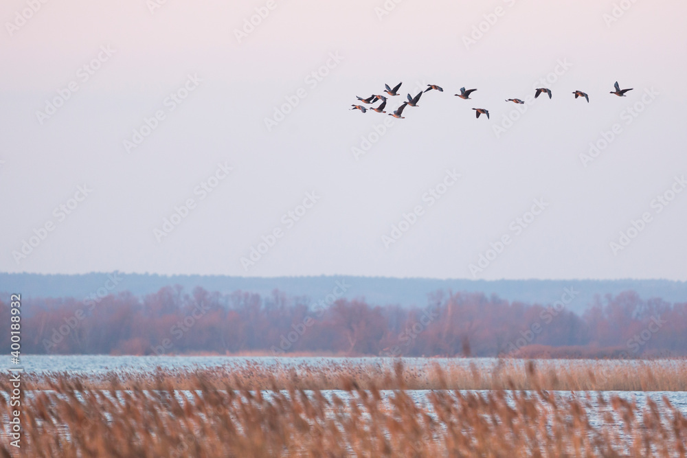 Tundra Bean Goose-Tundra Saatgans-Anser fabalis ssp.rosicus，波兰（德罗森）