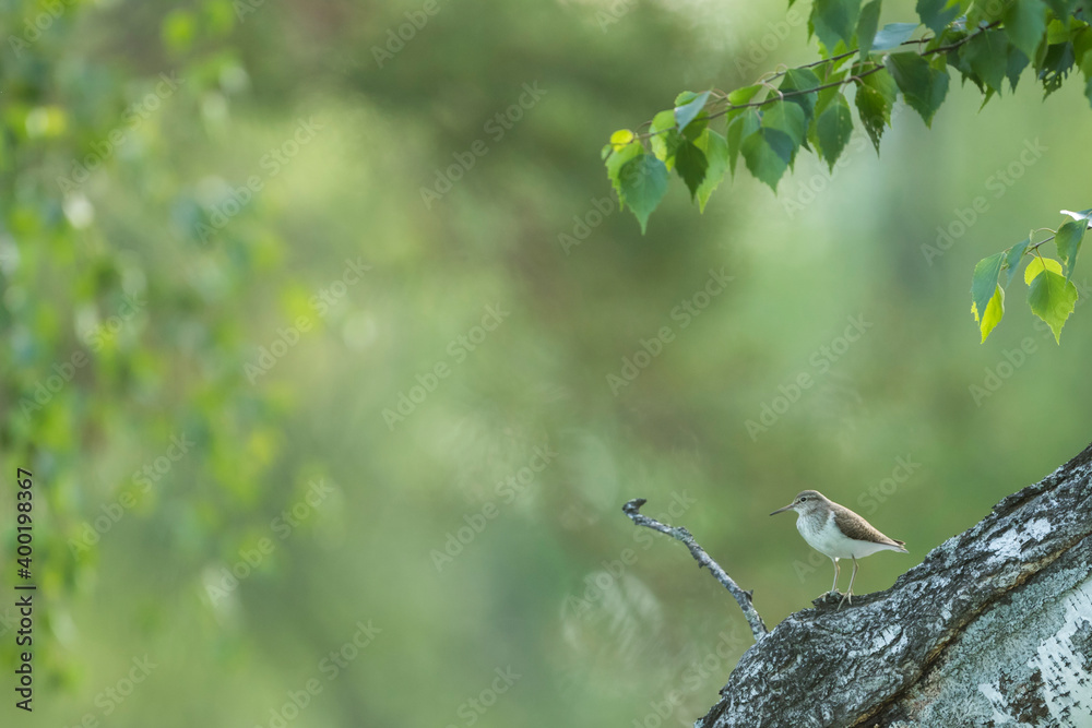 Common Sandpiper - Flussuferläufer - Actitis hypoleucos, Russia (Irkutsk), adult, breeding plumage