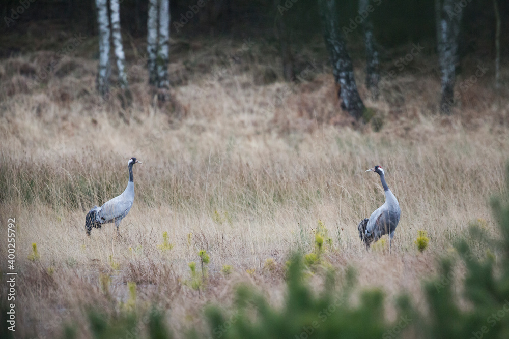 普通鹤-Kranich-Grus Grus ssp.Grus，德国，成人