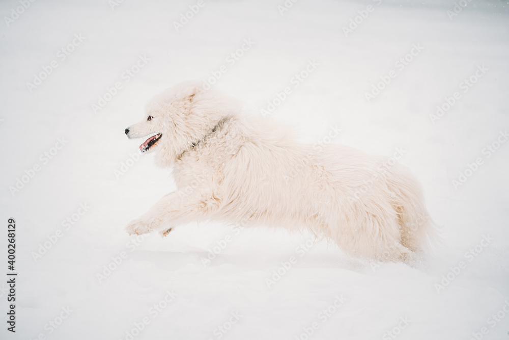 年轻的白色萨摩耶犬或Bjelkier，Smiley，Sammy在雪地里户外快速奔跑，雪地漂移A