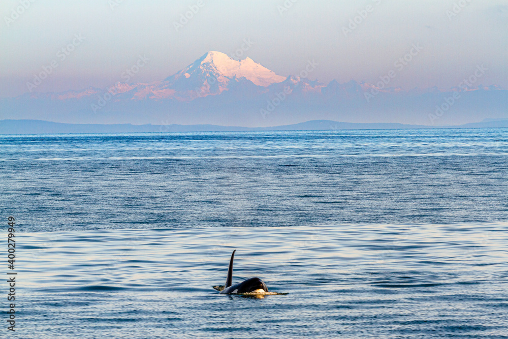 Killer Whale in Pacific Northwest water