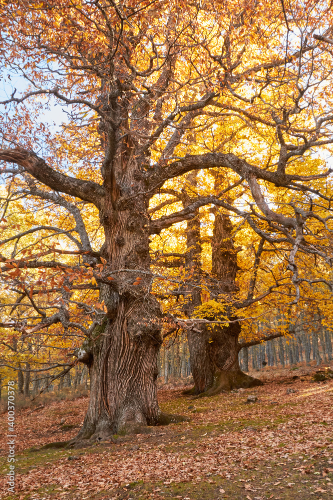 castañar en otoño