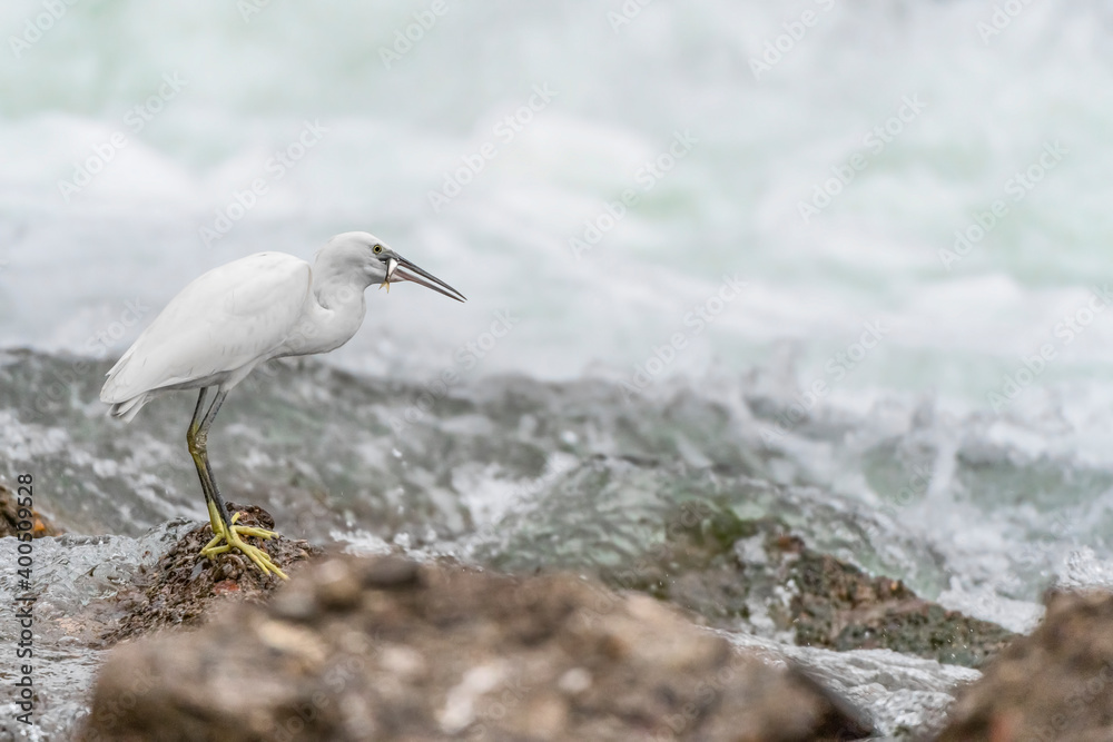 嘴里叼着鱼的小白鹭（Egretta garzetta）