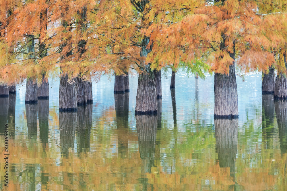 water fir in autumn