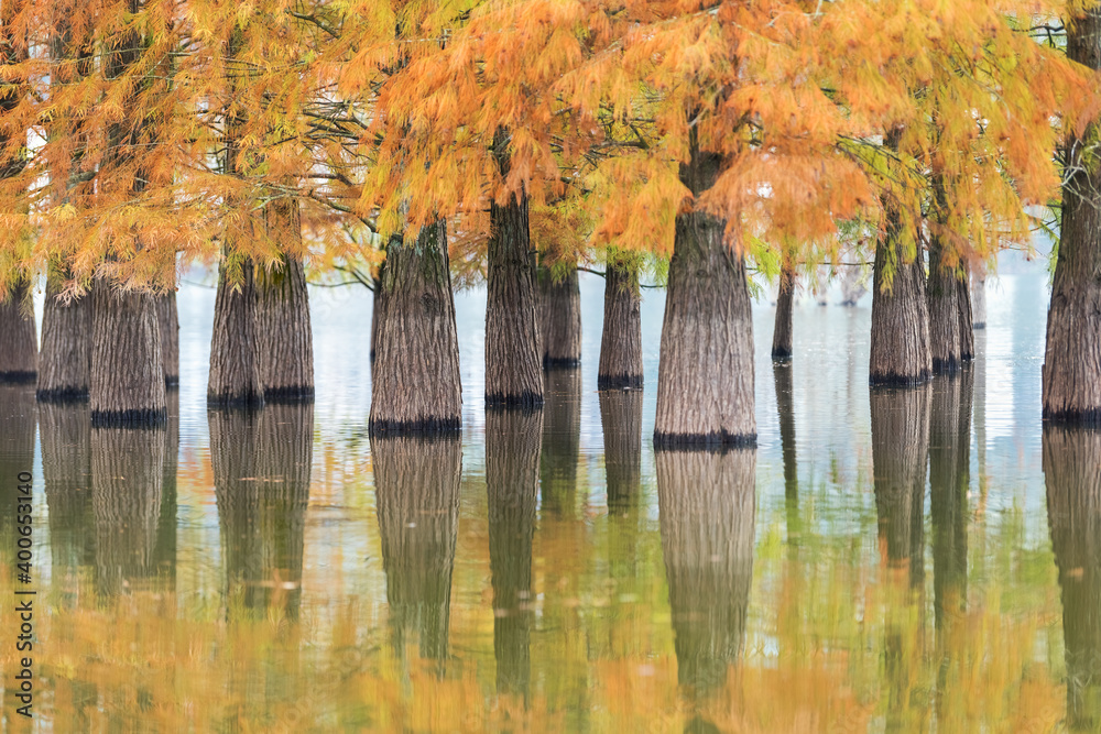 beautiful dawn redwood forest in lake