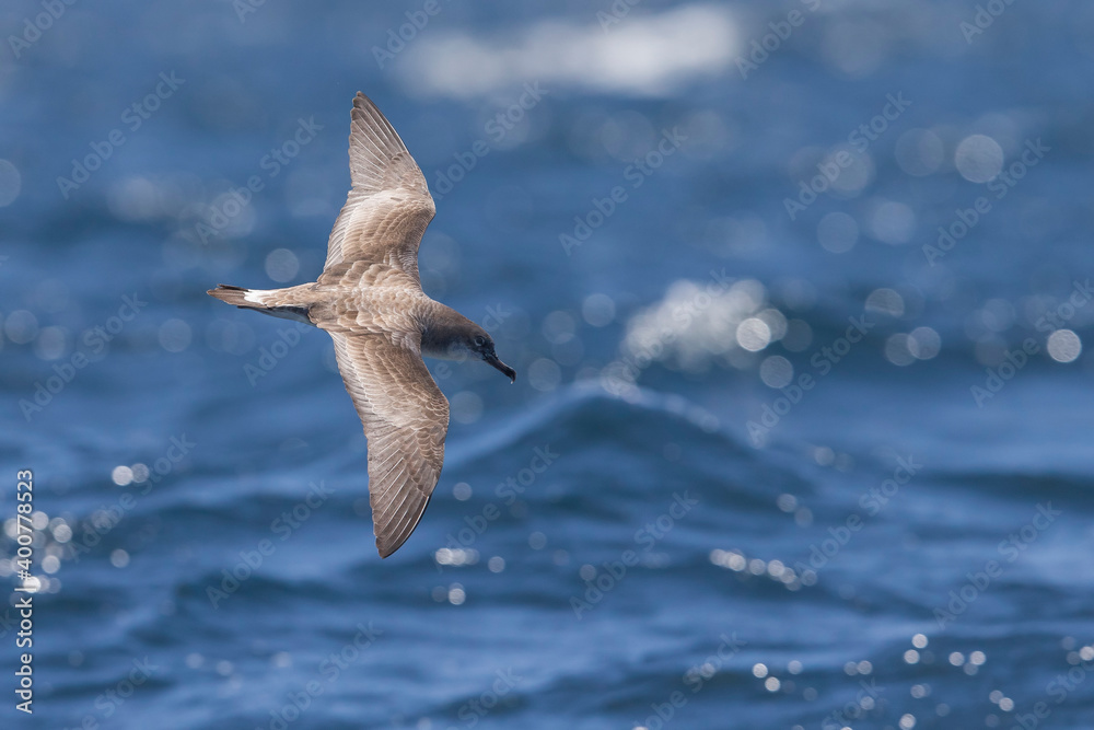 Kaapverdische Pijlstonvogel；佛得角Shearwater；Calonectris edwardsii；