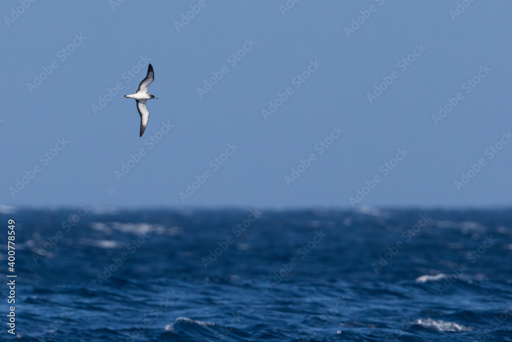 Kaapverdische Pijlstonvogel；佛得角Shearwater；Calonectris edwardsii；