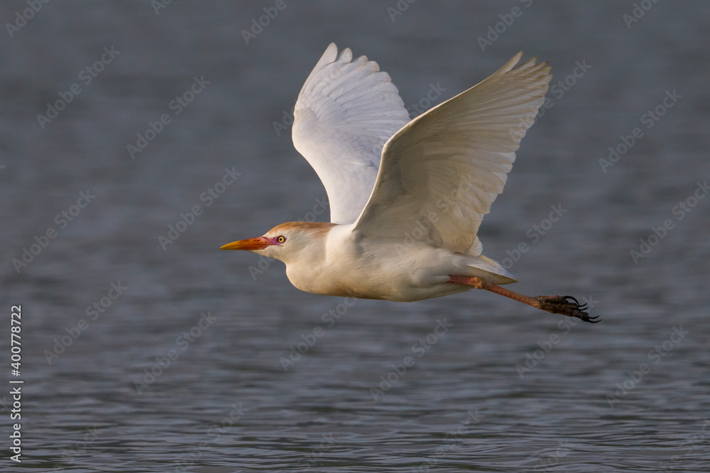 Koereiger；牛白鹭；Bubulcus ibis