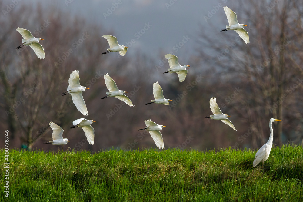 Koereiger，牛白鹭，Bubulcus ibis