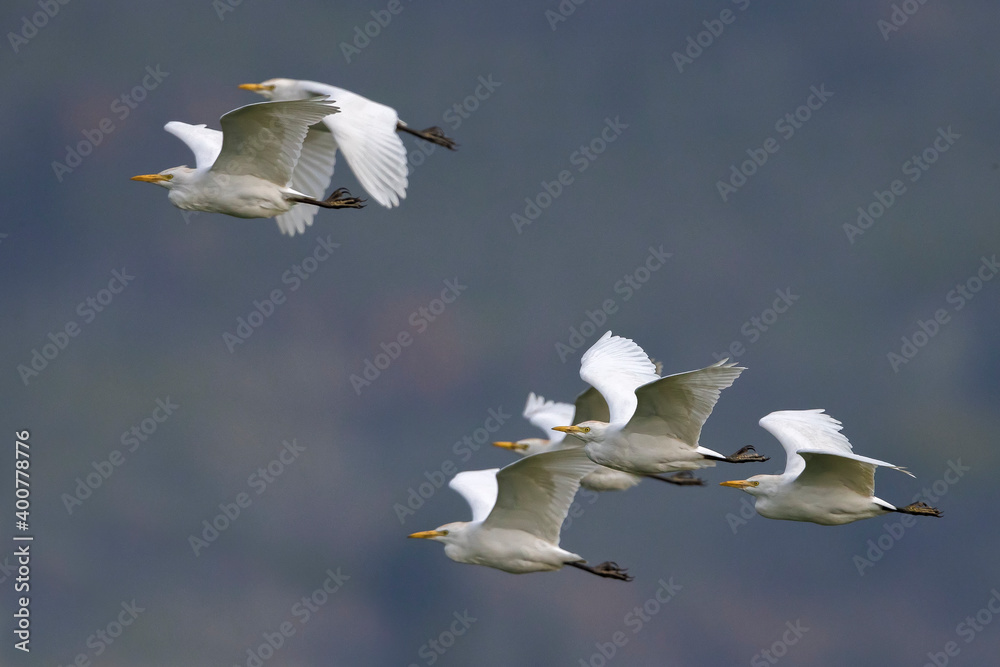 Koereiger，牛白鹭，Bubulcus ibis