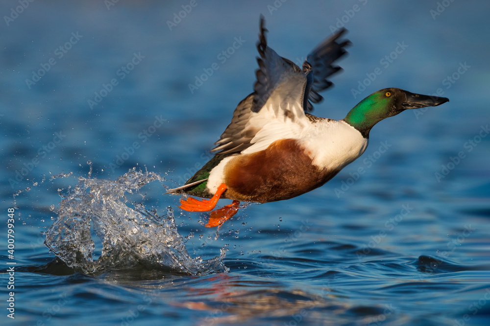 Slobeend; Northern Shoveler; Anas clypeata