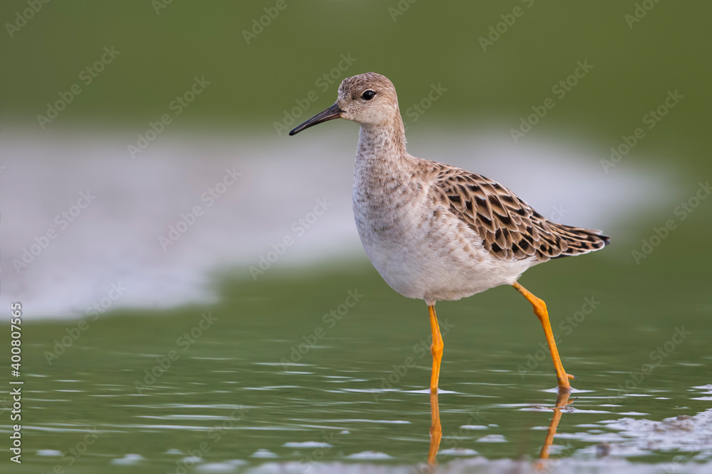 Kemphaan, Ruff, Philomachus pugnax