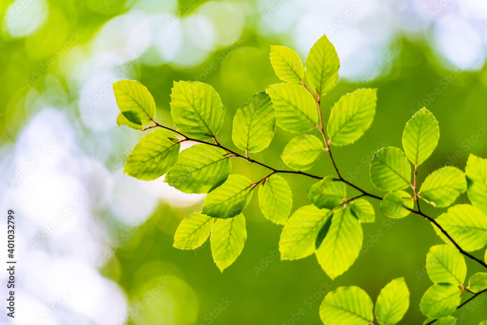 Closeup nature view of green beech leaf on spring twigs on blurred background in forest. Copyspace m