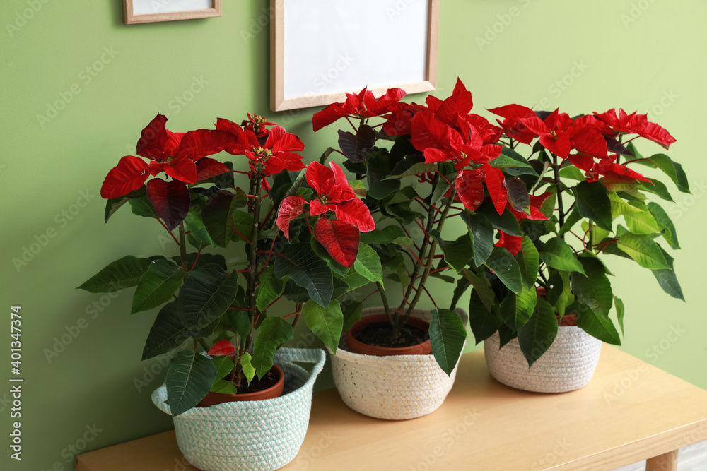 Christmas plants poinsettia on table in interior of room