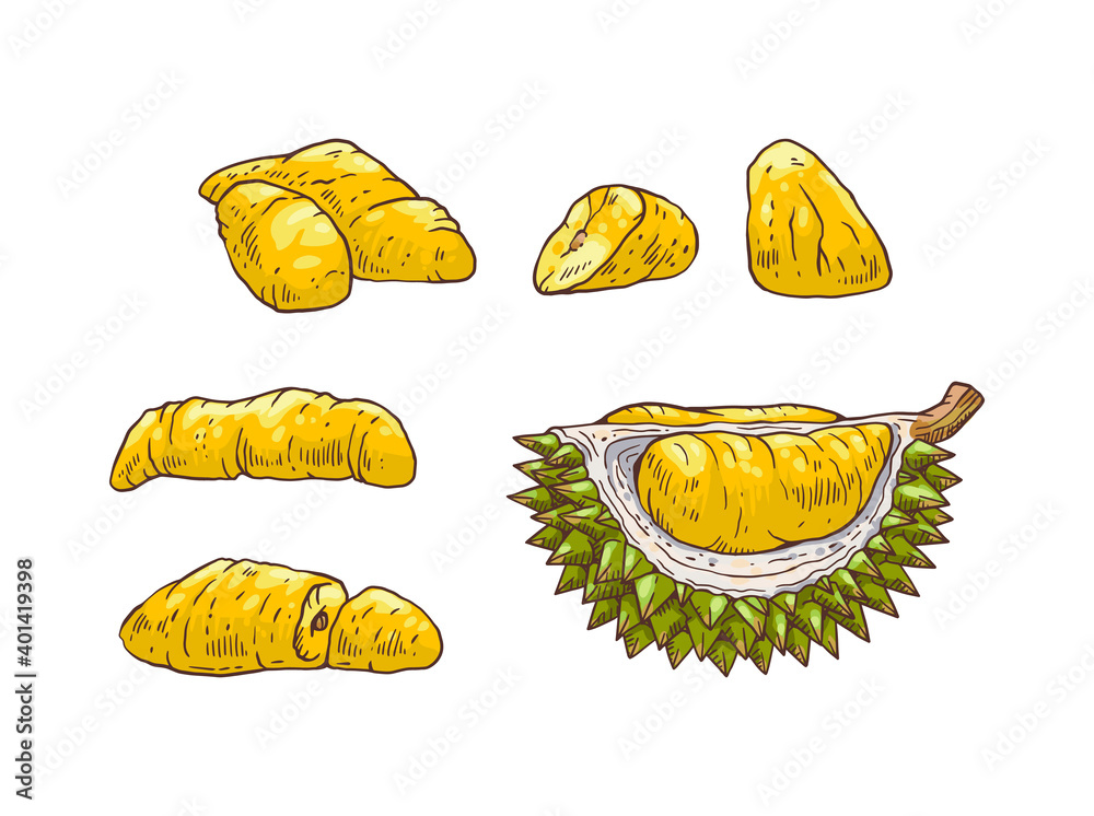 Tropical sweet fruit durian a vector isolated illustrations.