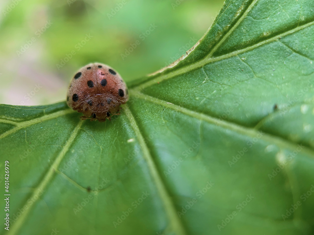 ladybug on leaf