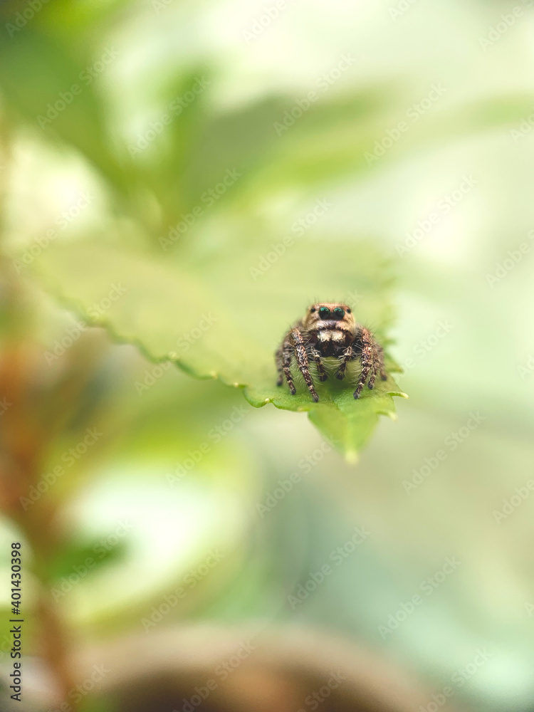 spider on a leaf