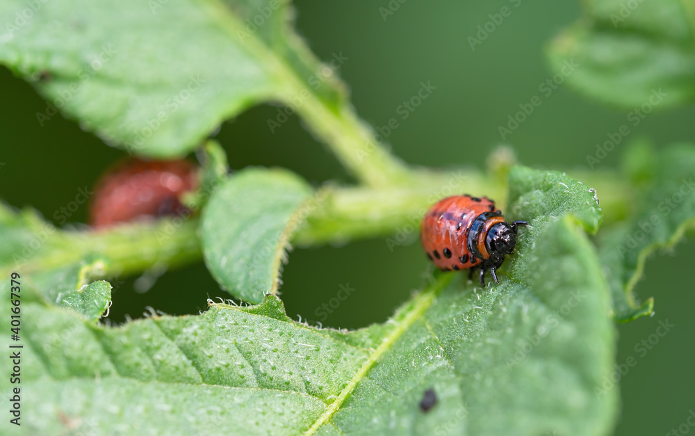 科罗拉多甲虫（Leptinotarsa decemlinita）幼虫吃马铃薯植物的叶子。昆虫的特写