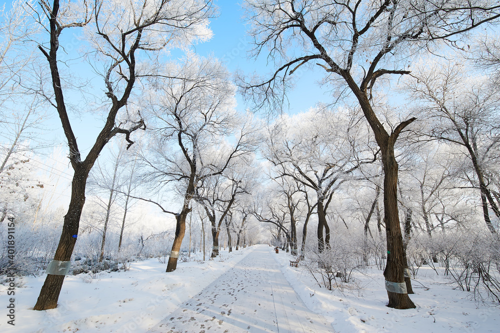 The beautiful forests with rime in winter landscape.