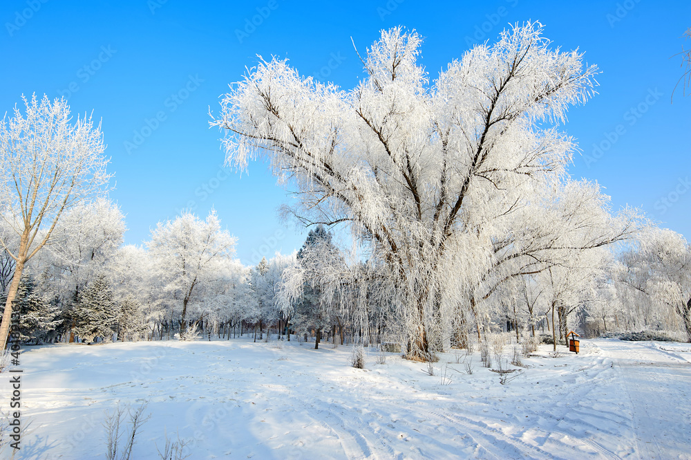 The beautiful forests with rime in winter landscape.