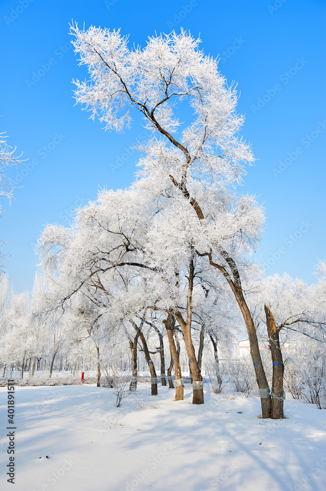 The beautiful forests with rime in winter landscape.