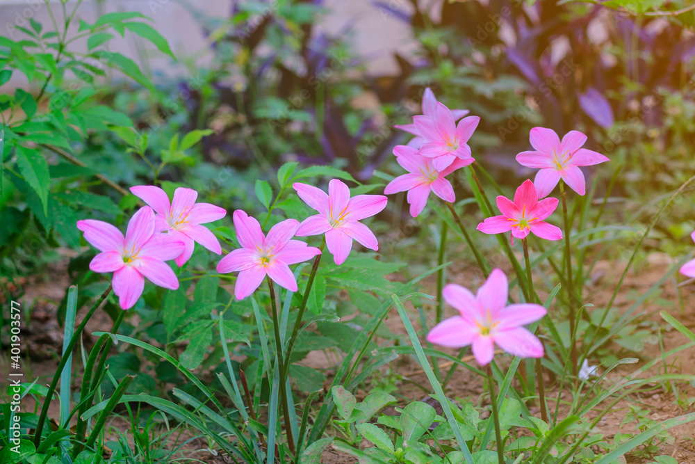 秋水仙花秋季粉红色俗称秋季、藏红花、草地