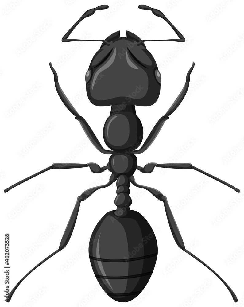 Black garden ant isolated on white background