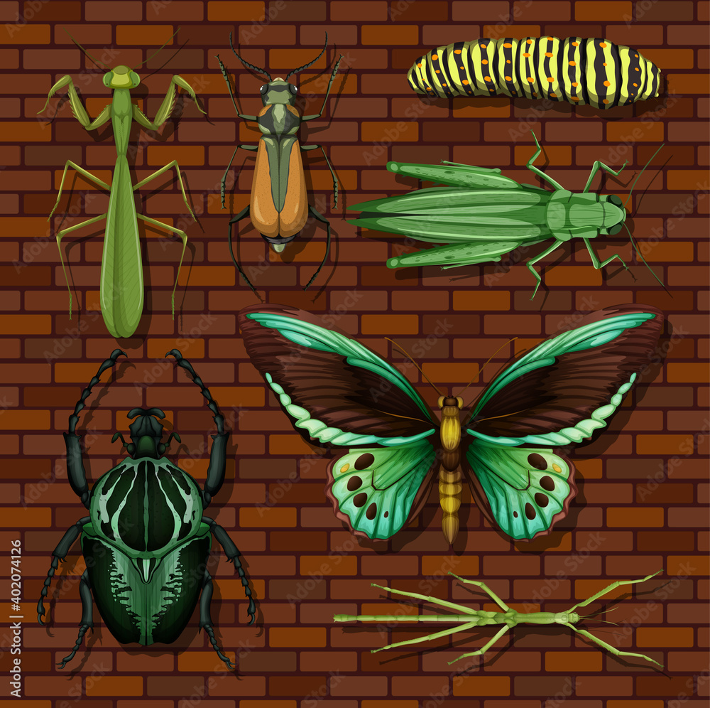 Set of different insects on wooden wallpaper background