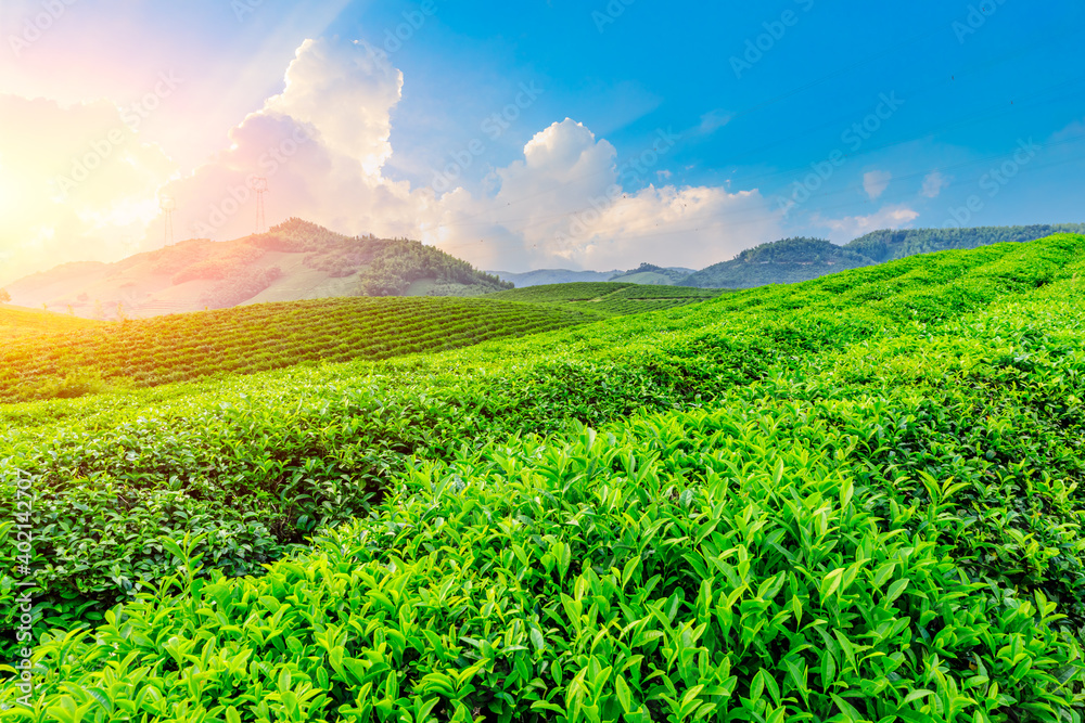 落日余晖下的绿茶山，茶园自然背景。